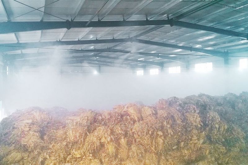 提升烟叶加工质量，高效回潮很重要
