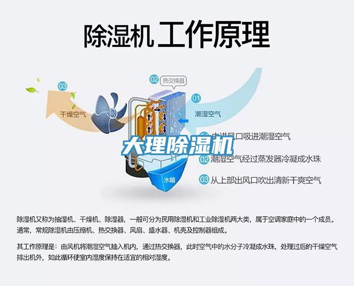 大理猫咪成人官网