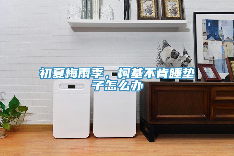 初夏梅雨季，柯基不肯睡垫子怎么办