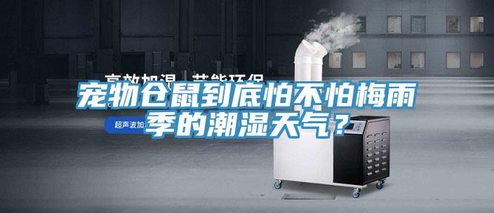 宠物仓鼠到底怕不怕梅雨季的潮湿天气？