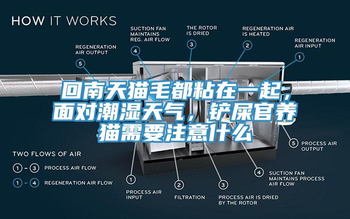 回南天猫毛都粘在一起，面对潮湿天气，铲屎官养猫需要注意什么