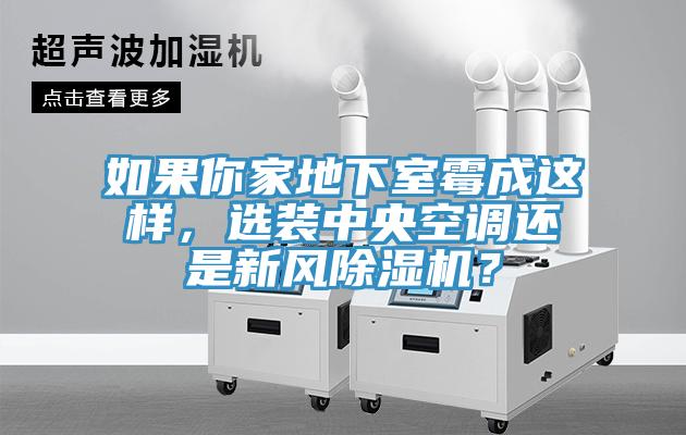 如果你家地下室霉成这样，选装中央空调还是新风猫咪成人官网？