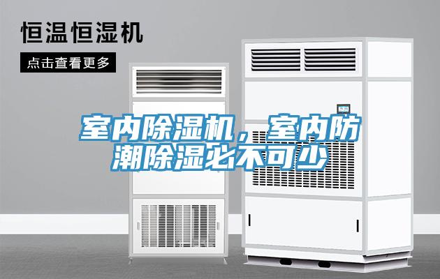 室内猫咪成人官网，室内防潮除湿必不可少