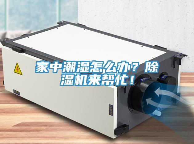 家中潮湿怎么办？猫咪成人官网来帮忙！