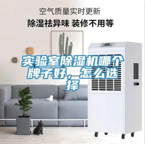 实验室猫咪成人官网哪个牌子好，怎么选择