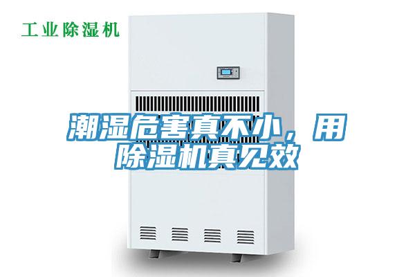 潮湿危害真不小，用猫咪成人官网真见效