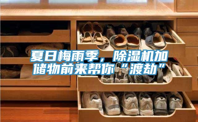 夏日梅雨季，猫咪成人官网加储物前来帮你“渡劫”