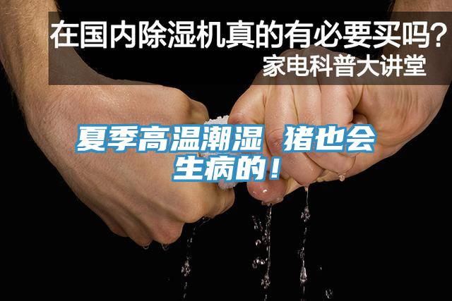 夏季高温潮湿 猪也会生病的！