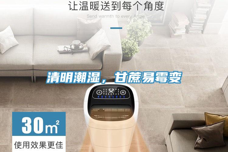清明潮湿，甘蔗易霉变