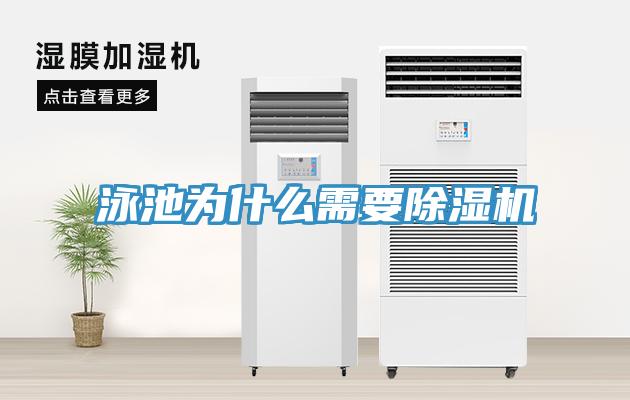 泳池为什么需要猫咪成人官网
