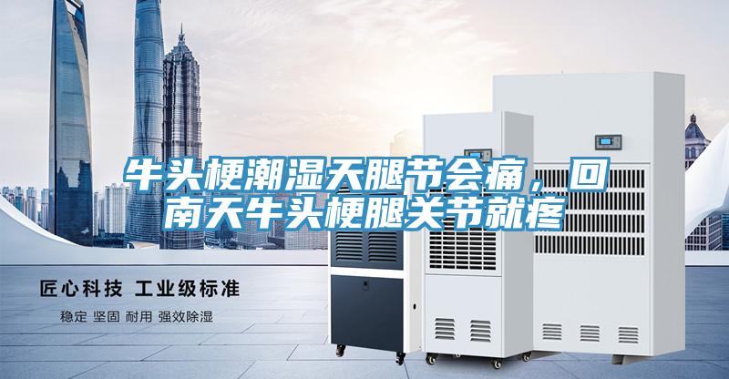 牛头梗潮湿天腿节会痛，回南天牛头梗腿关节就疼
