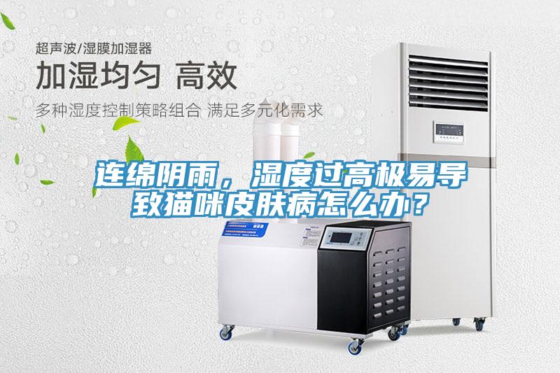 连绵阴雨，湿度过高极易导致猫咪皮肤病怎么办？