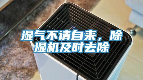 湿气不请自来，猫咪成人官网及时去除