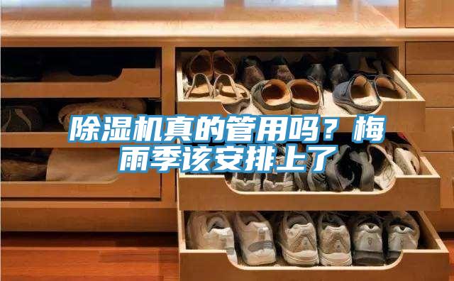 猫咪成人官网真的管用吗？梅雨季该安排上了