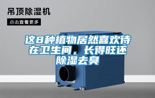 这8种植物居然喜欢待在卫生间，长得旺还除湿去臭