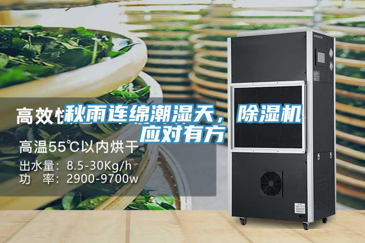 秋雨连绵潮湿天，猫咪成人官网应对有方