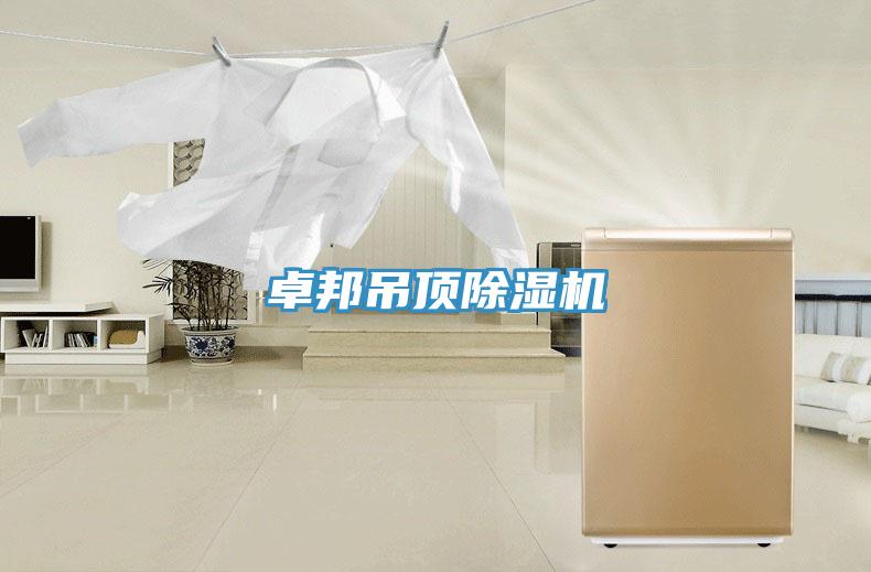 卓邦吊顶猫咪成人官网