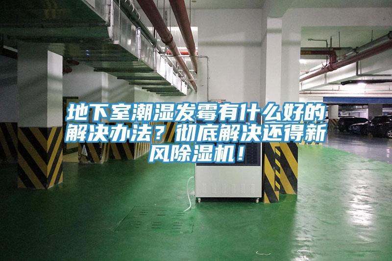 地下室潮湿发霉有什么好的解决办法？彻底解决还得新风猫咪成人官网！