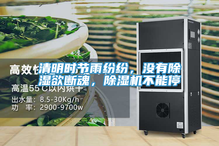 清明时节雨纷纷，没有除湿欲断魂，猫咪成人官网不能停