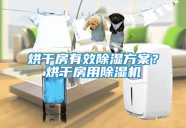 烘干房有效除湿方案？烘干房用猫咪成人官网