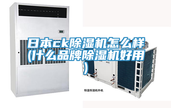 日本ck猫咪成人官网怎么样(什么品牌猫咪成人官网好用)