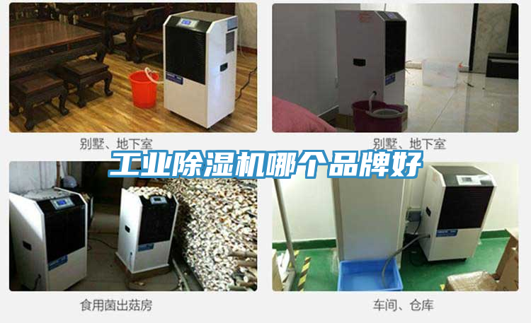 工业猫咪成人官网哪个品牌好