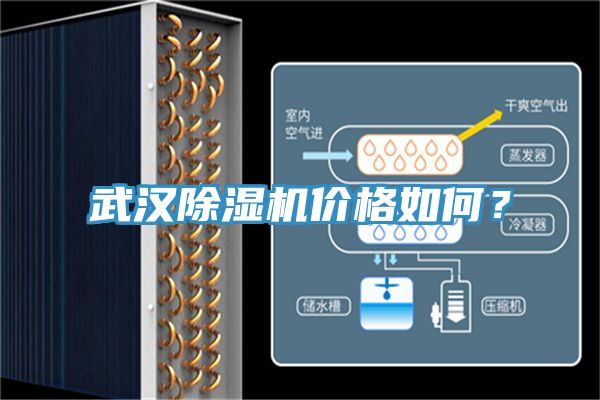 武汉猫咪成人官网价格如何？