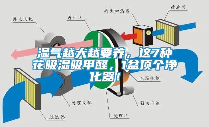 湿气越大越要养，这7种花吸湿吸甲醛，1盆顶个净化器！