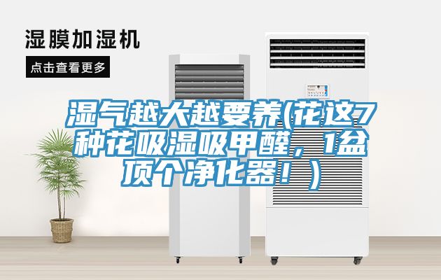 湿气越大越要养(花这7种花吸湿吸甲醛，1盆顶个净化器！)