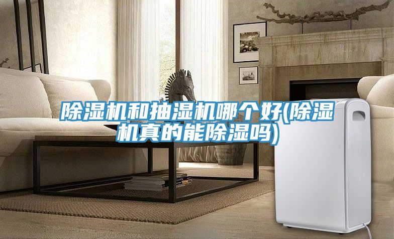 猫咪成人官网和抽湿机哪个好(猫咪成人官网真的能除湿吗)